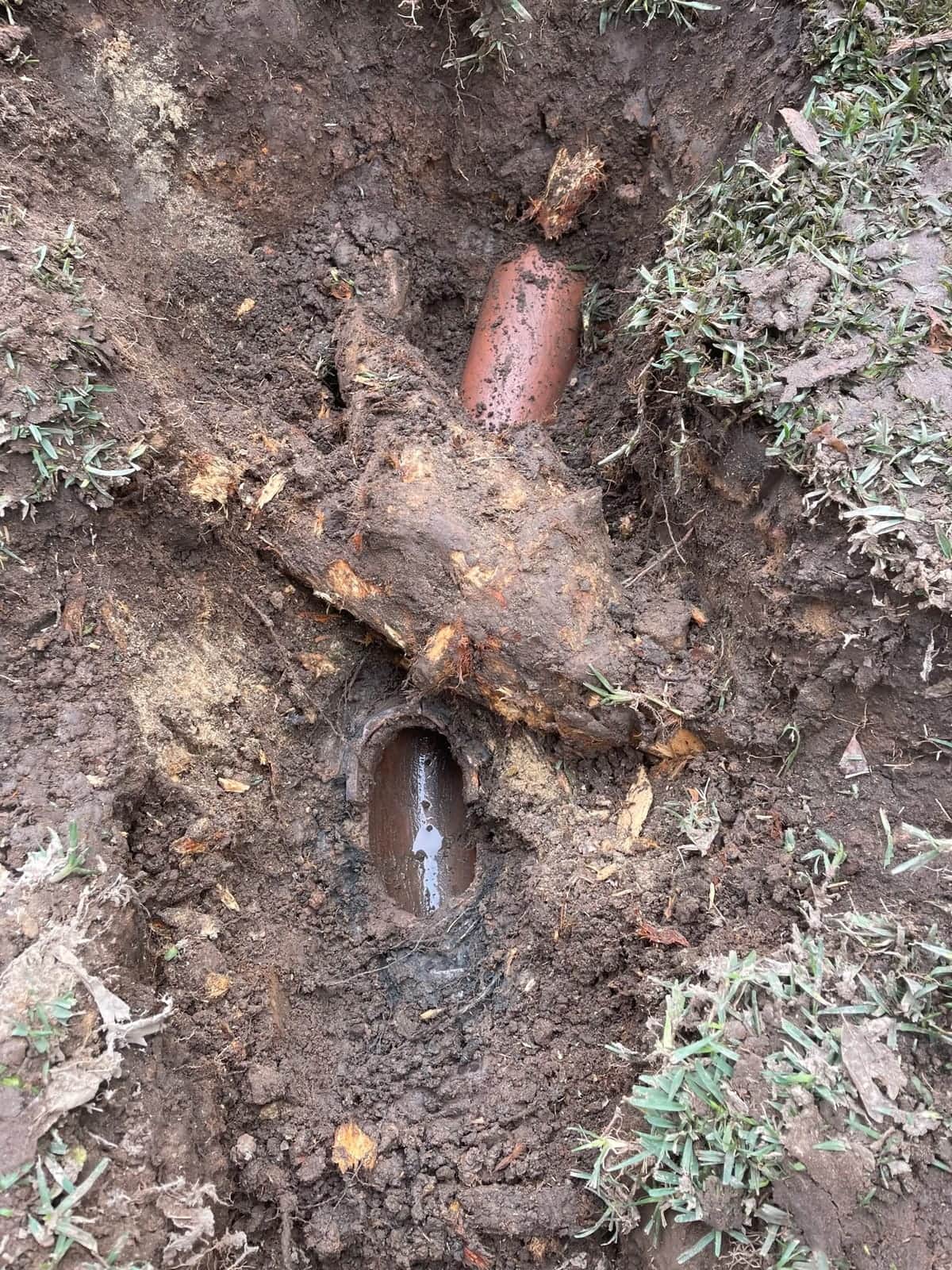 Root-damaged clay sewer pipe exposed in a Ryde lawn trench