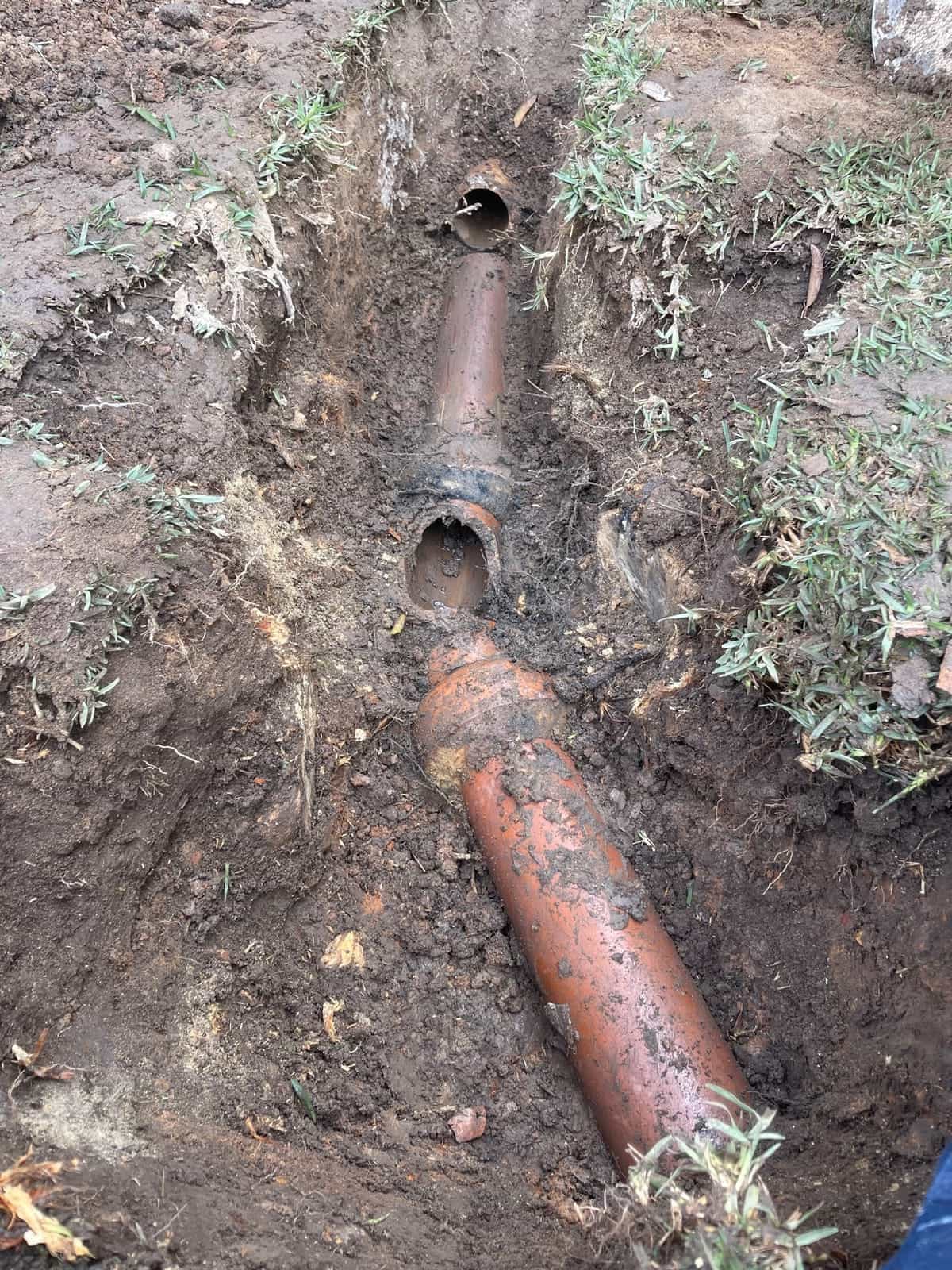 Root-blocked clay sewer pipe exposed during the Ryde repair