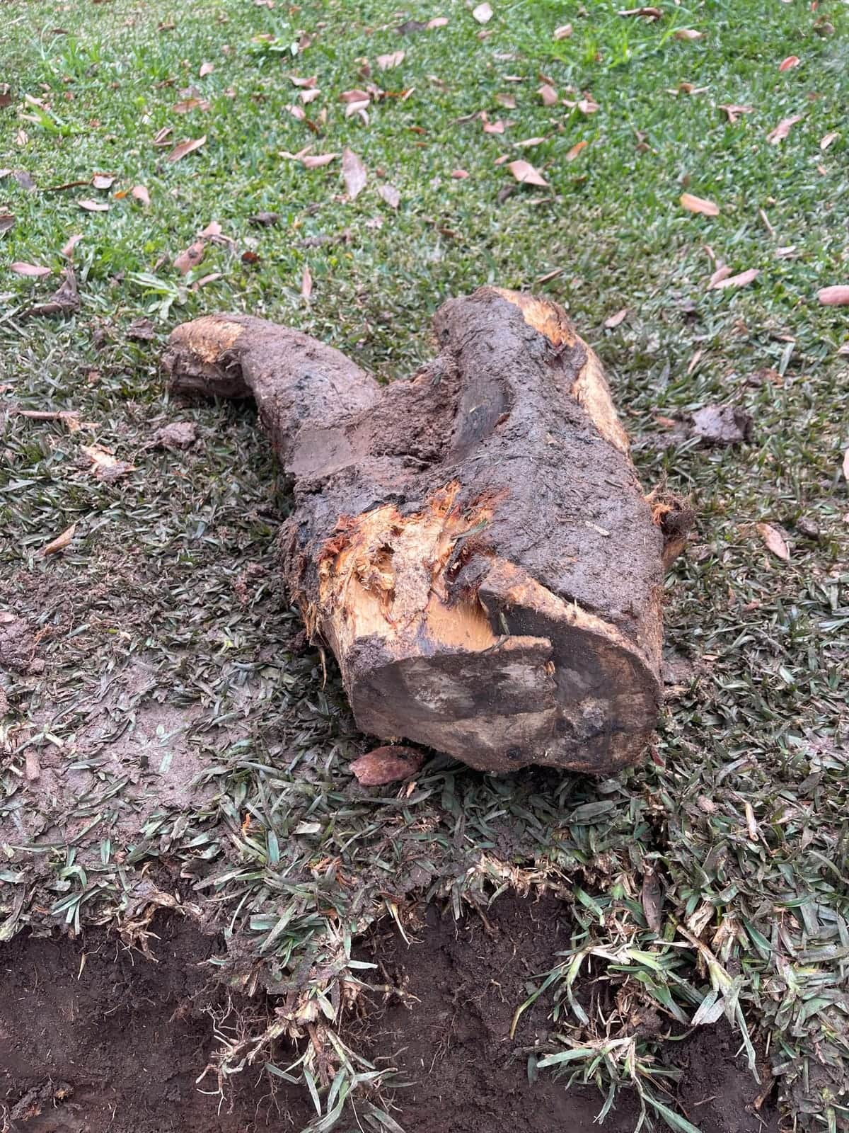 Large tree root removed from a damaged clay sewer pipe in Ryde