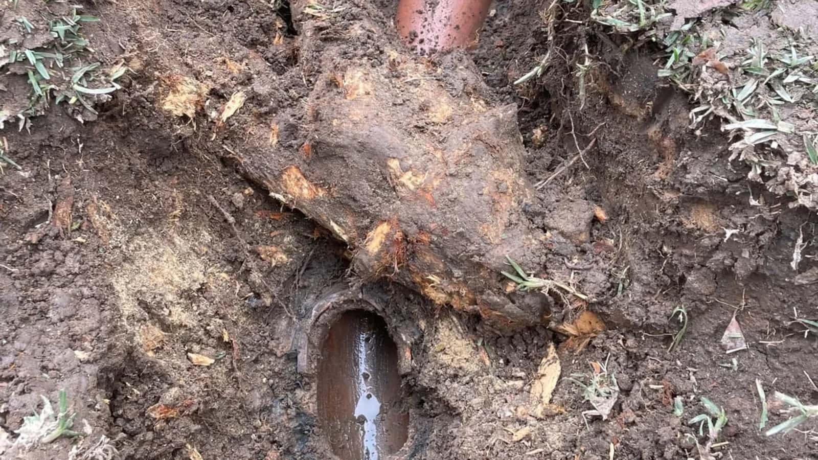 Exposed clay drain pipe with root damage visible in the trench