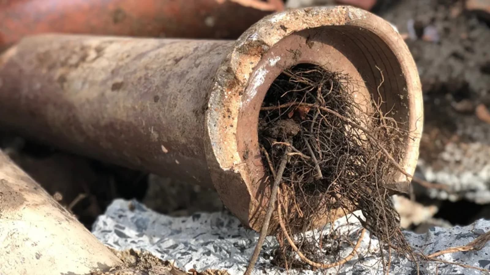 Tree roots blocking the opening of an exposed drain pipe